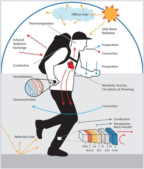 Handle the Heat: Heat Acclimation for Endurance Running – iRunFar