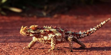 Vigilante pastel descanso información de los animales del desierto Inadecuado Señuelo Presunción