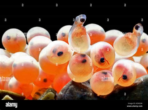 Fish Eggs Hatching High Resolution Stock Photography and Images - Alamy