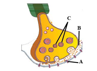 A diagram showing axon terminal and synapse is giv toppr.com