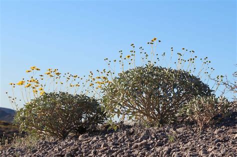 Desert shrubs cranked up water use efficiency to survive a megadrought – School of Biological ...