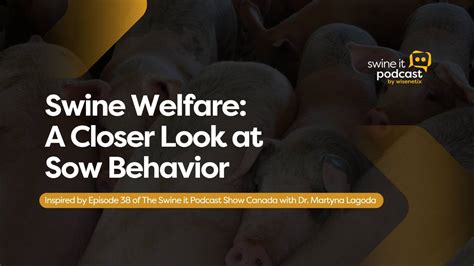 Swine Welfare: A Closer Look at Sow Behavior