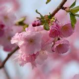 Japanese Cherry Blossom Fragrance Oil