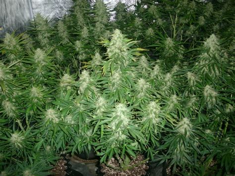 Super Critical Automatic from Green House Seeds | strains.io | cannabis ...