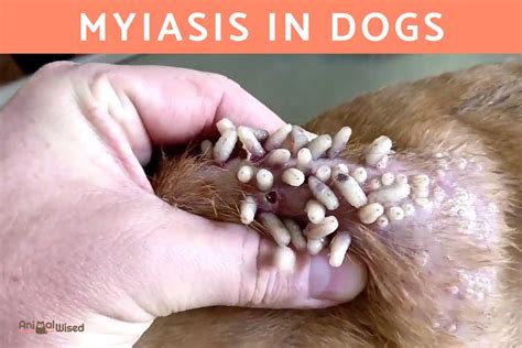 Maggots in Dogs - Canine Myiasis Causes and Treatment