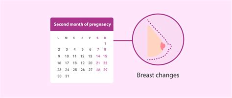 Second month of pregnancy and breast changes