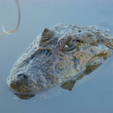 Broad-snouted caiman - Facts, Diet, Habitat & Pictures on Animalia.bio