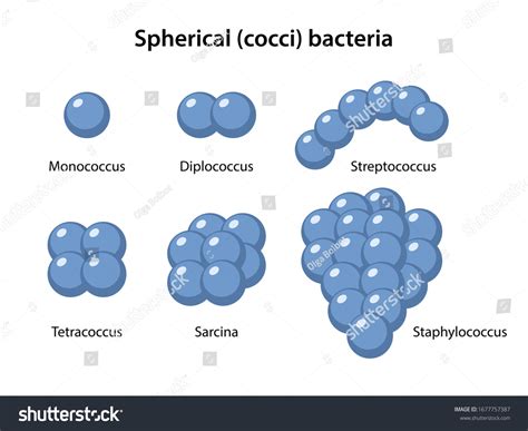 Stock vektor „Types Coccus Bacteria Coccus Morphology Microbiology ...