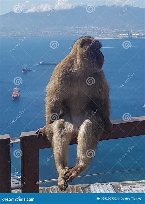 Barbary Macaque Apes in Gibraltar View of Spain Stock Photo - Image of gibraltar, macaque: 169205732