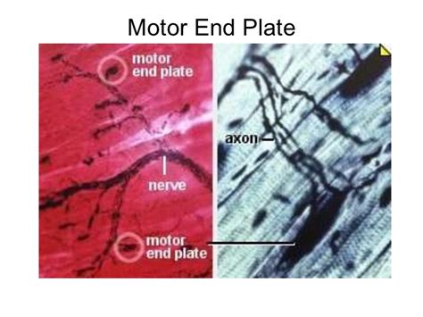 Basic histology