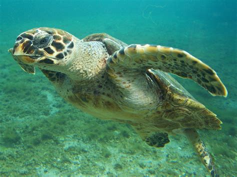 Hawksbill Sea Turtle - Learn About Nature