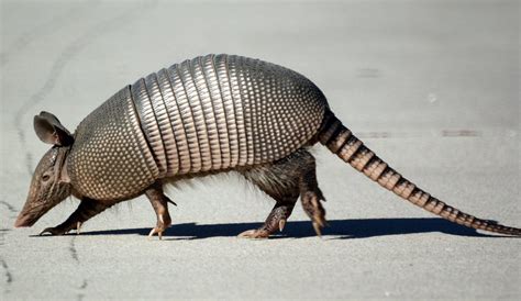 Forgetfulone: Armadillos - Texas State Animal