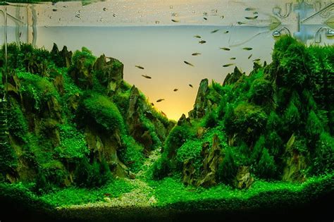 Bonsai AquaScape Aquarium Awesomeness Pinterest Gardens, Editor and Nature