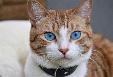 AI generated A cute cat with blue eyes wearing a collar 38194744 Stock Photo at Vecteezy