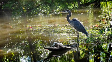 Ecology Wildlife Foundation Establishes Three Funds to Support Conservation Research | College ...