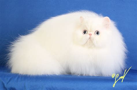 Blue Eyes Cute White Fluffy Persian Cat - Dogs And Cats Wallpaper