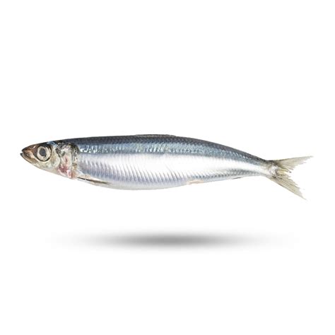 Sardines PNG Isolated HD - PNG Mart