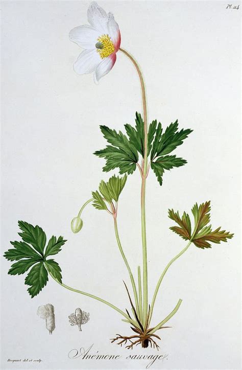 Wood Anemone by LFJ Hoquart | Floral painting, Wood anemone, Anemone