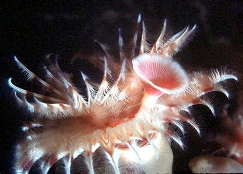 Giant Tube Worm – "OCEAN TREASURES" Memorial Library