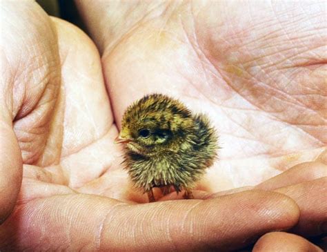 Pictures of a Baby Quail | POPSUGAR Pets