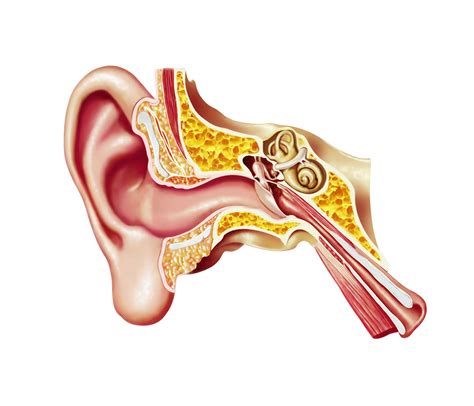 Causes and Treatment of Auditory Tube Dysfunction