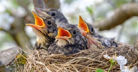 Create Nesting Areas for Backyard Birds