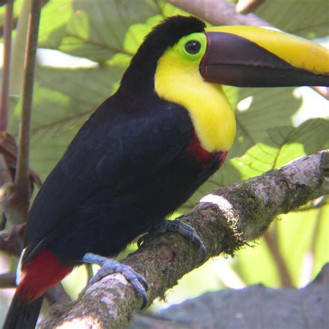 BIRDING MINDO TOURS - Qué SABER antes de ir (2024)