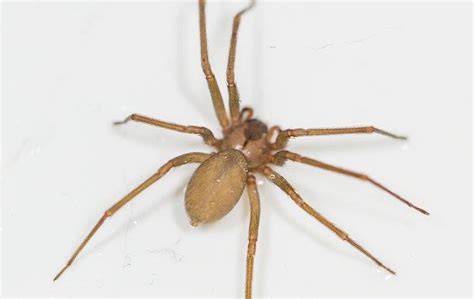 Blog - Tampa, FL Homeowner's Handy Spider Control Guide