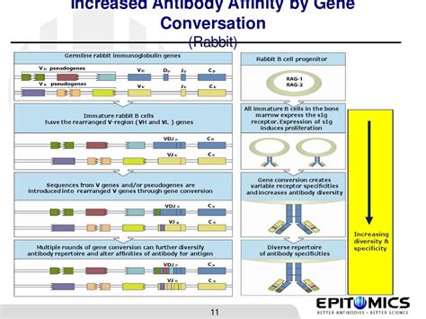 Rabbit Monoclonal Antibody Technology (May 18 2011)_word文档在线阅读与下载_免费文档