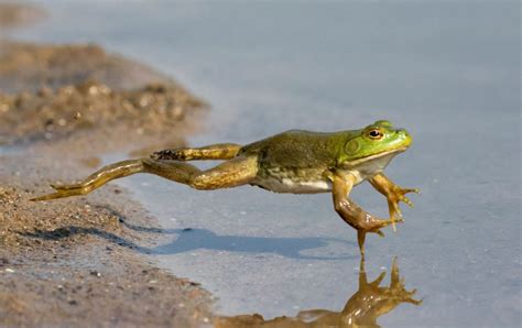 Baby Frogs - The Good and the Beautiful