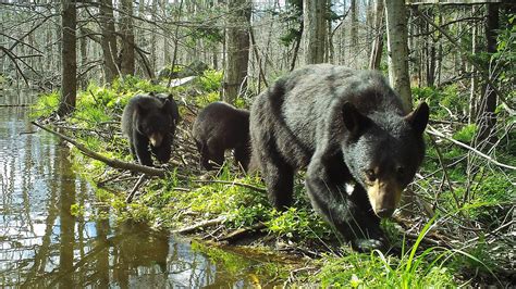 Bears | Appalachian Trail Conservancy