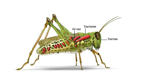 Grasshopper And Insect Respiratory System Photograph by Mikkel Juul ...