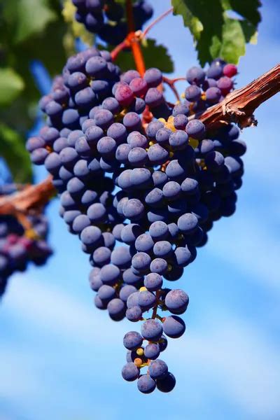 Merlot Grapes in Vineyard — Stock Photo © scamp65 #2559967