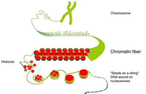 Nucleosome Structure Of Chromatin