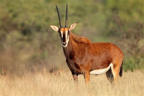 Sable Antelope – 12 Facts About Africa’s Most Majestic Antelope