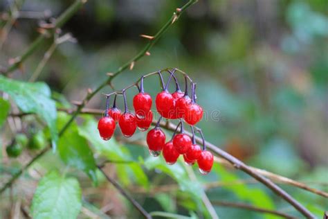 Poisonous Red Berries of Woody Nightshade. Stock Image - Image of bittersweet, poison: 46975323