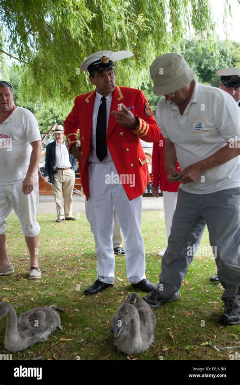 The annual ceremony of Swan Upping on the River Thames in WIndsor Stock Photo - Alamy