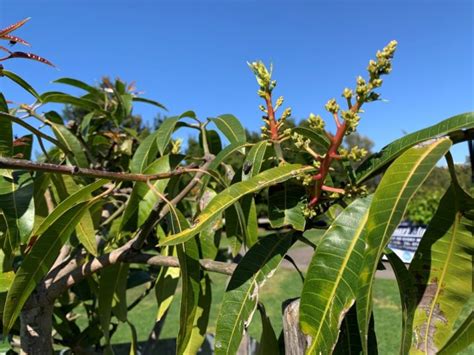 My Mango Tree is Not Flowering | 7 Problems and Easy Solutions - Eco Family Life