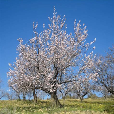 Almond tree - planting, care, pruning, harvest and diseases | Almond tree, Trees to plant, Fruit ...