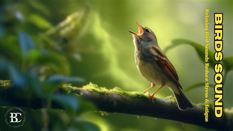 Birds Singing Without Music, 1 Hour Bird Sounds Relaxation, Soothing Nature Sounds, Birds ...