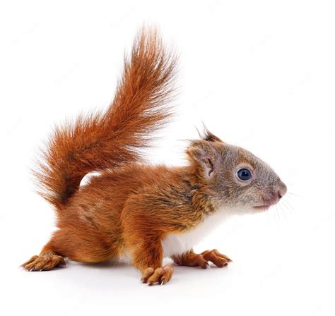 Premium Photo | Eurasian red squirrel