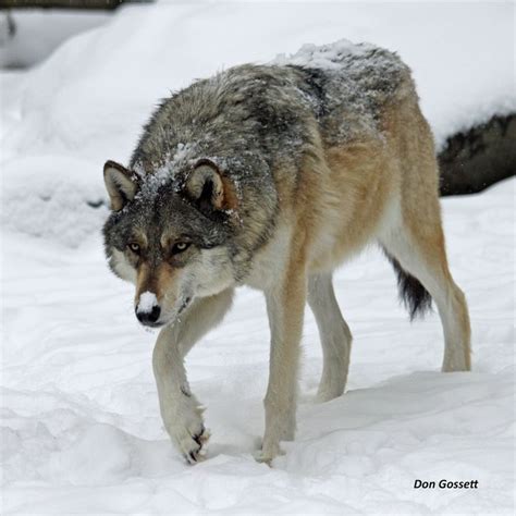 Photos confirm first wild wolf pack in California for nearly a century ...