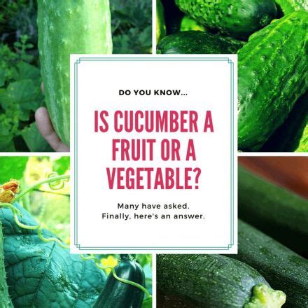 Snapzu Earth: Is Cucumber a Fruit or Vegetable?