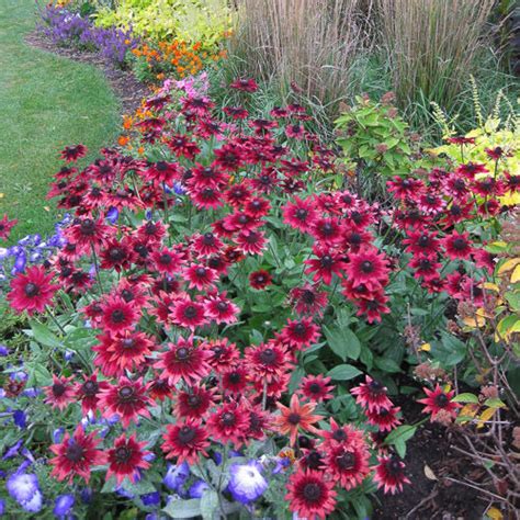 Rudbeckia Flower Seeds: 7 Blacked-eyed Susans - Annual Flowers