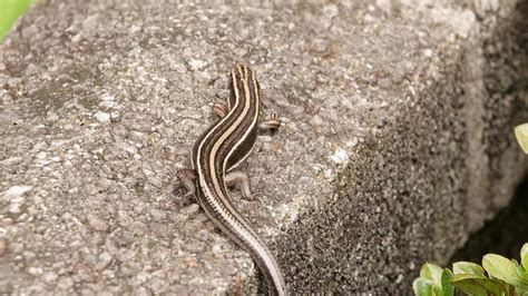 Japanese Five-lined Skink | MarkEisingBirding