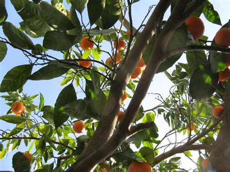 linsueray: I love my Tangerine tree...