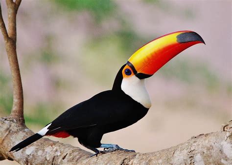 Toco Toucan Facts, Habitat, Diet, Life Cycle, Baby, Pictures