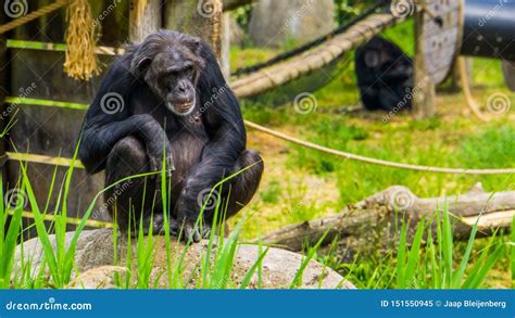 Closeup Portrait of a Western Chimpanzee, Critically Endangered Primate Specie from Africa Stock ...