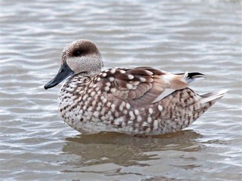 Marbled Duck - eBird