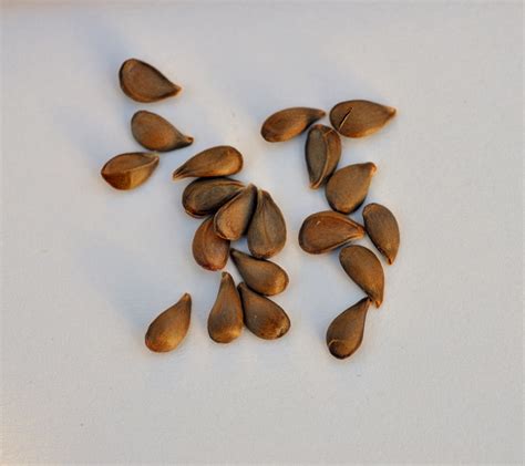 Malus sieversii seeds collected in Kazakhstan.